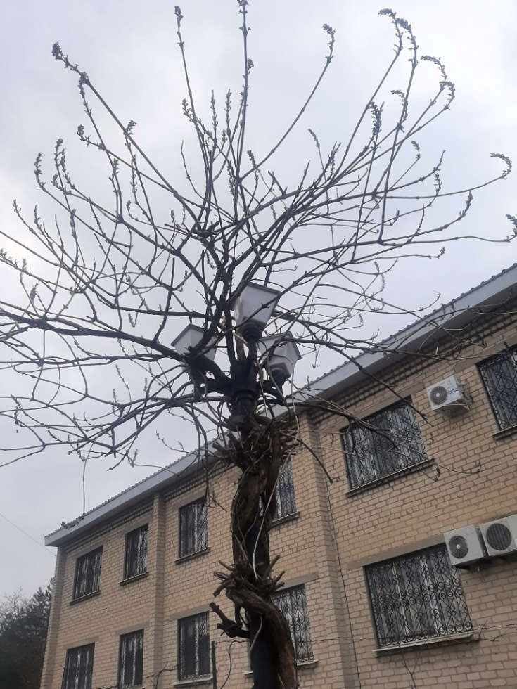 Податкова у Волновасі до війни: фото Надії Накращенко